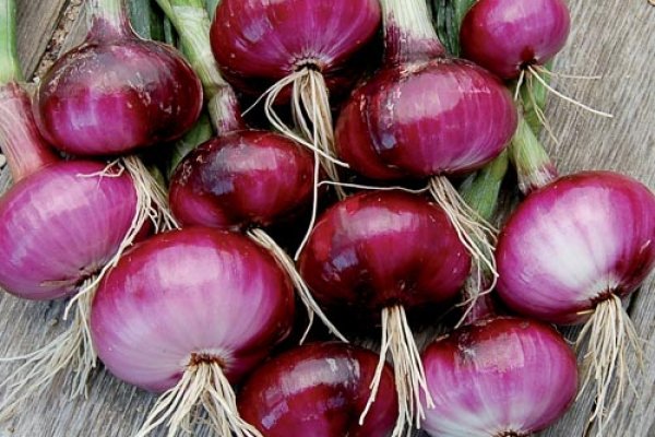 Kraken istand onion