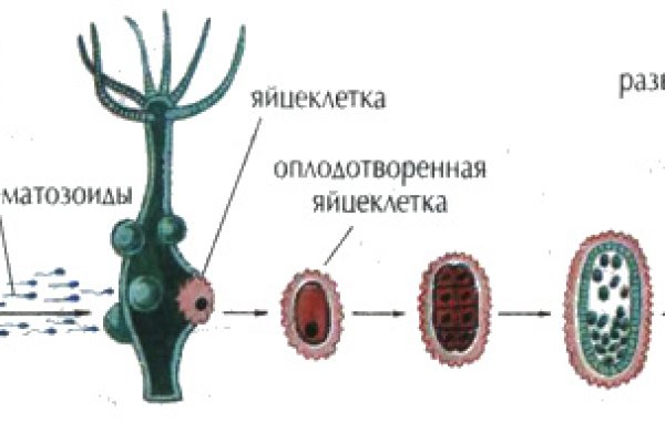 Тор для кракена