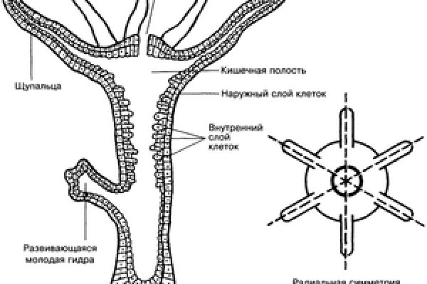 Ссылки даркнета