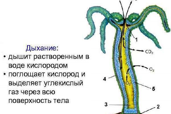 Пользователь не найден при входе на кракен