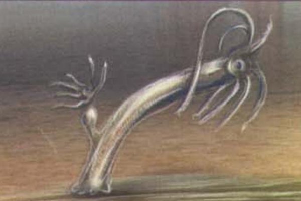 Kraken url
